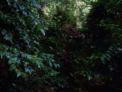 Star Trek: Deep Space Nine Screencaps "Paradise" (S2:E15)