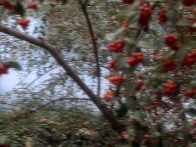 Star Trek: Deep Space Nine Screencaps "Blood Oath" (S2:E19)