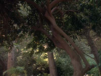 Star Trek: Deep Space Nine Screencaps "The Jem'Hadar" (S2:E26)