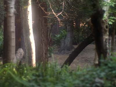 Star Trek: Deep Space Nine Screencaps "The Jem'Hadar" (S2:E26)