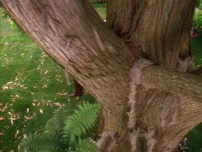 Star Trek: Deep Space Nine Screencaps "Meridian" (S3:E8)